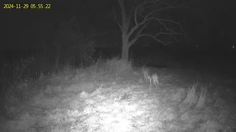 Two Deer Sparring During November Rut