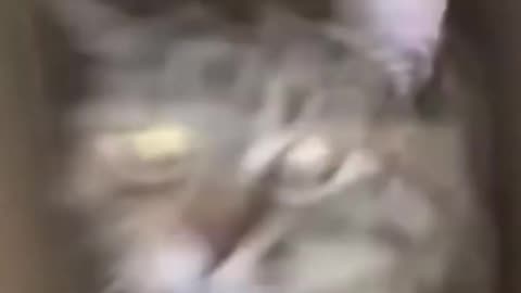 Tiere sind verrückt Teil 4