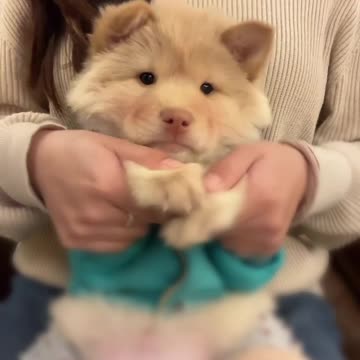 Holding a Cream-Colored Pomeranian is So Comfortable