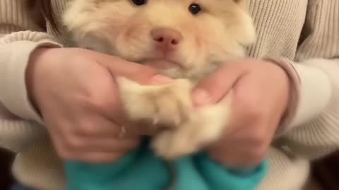 Holding a Cream-Colored Pomeranian is So Comfortable