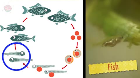 Animal Life Cycles