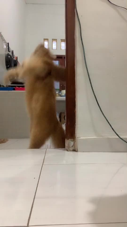 Funny Cat Video 32 - dancing with my cat