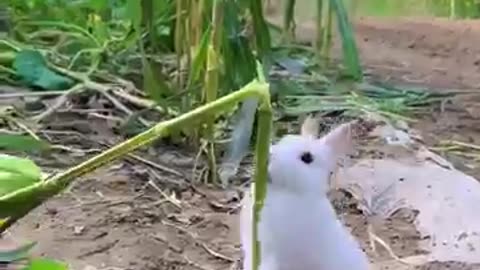 The little rabbit enjoy corn