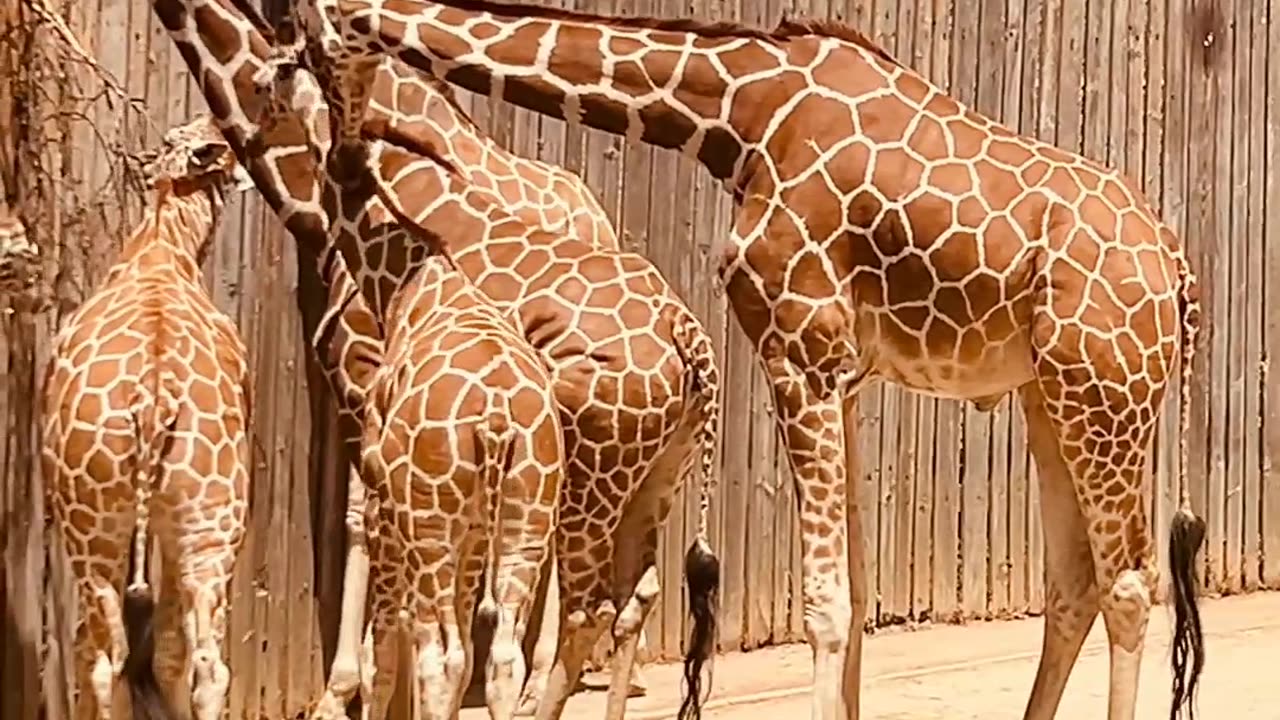 giraffe video 🦒 #animal #giraffe