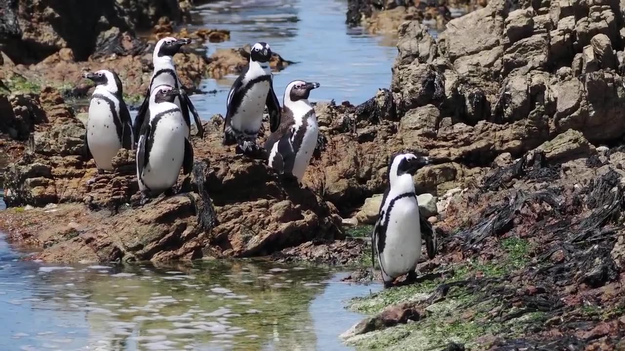 African Penguins