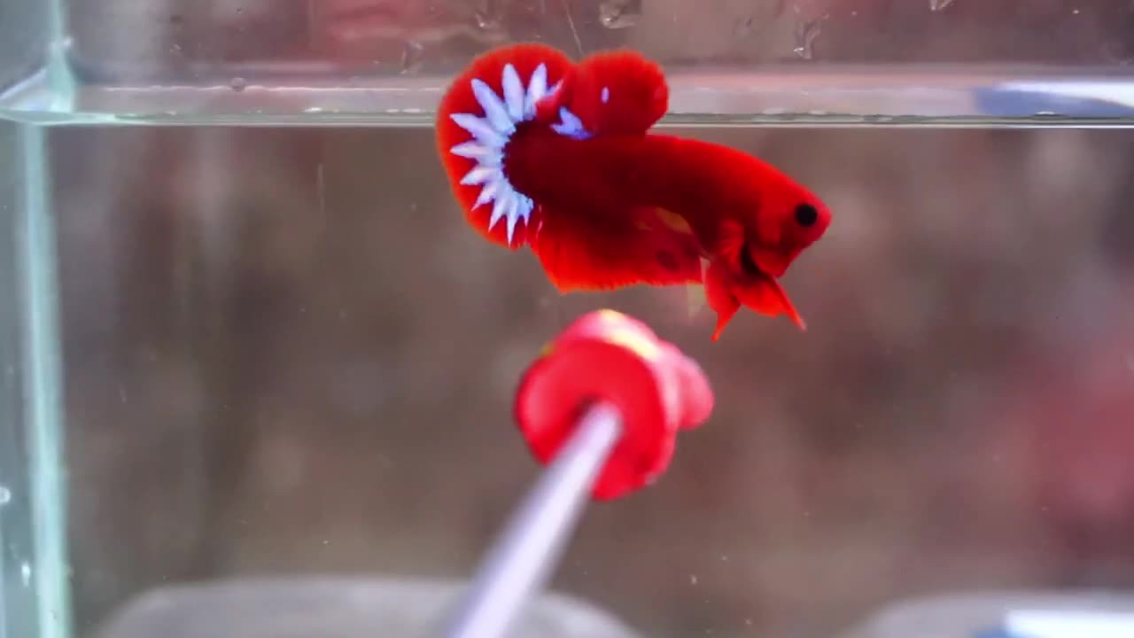 Betta Fish - Helboy Startail