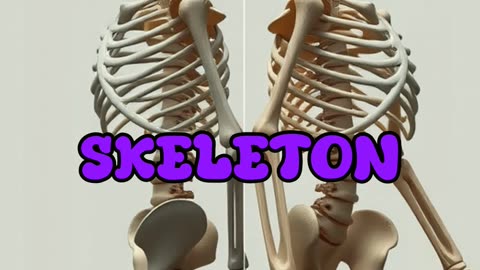 Skeleton Shapeshifter: How You Grow a Brand New Bone Structure Every 10 Years