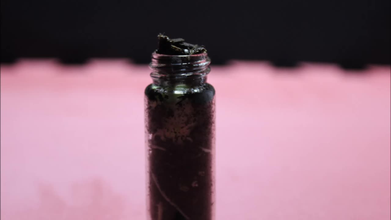 Bean Growing in Tiny Glass