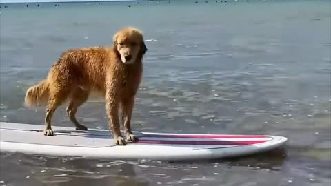 Water 💦 fun dog video