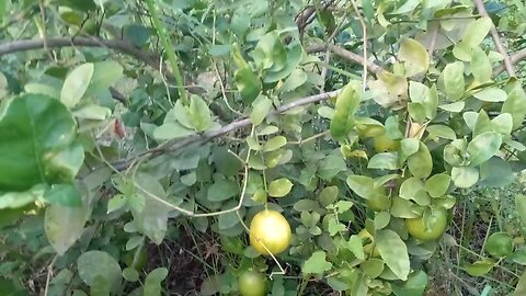 Lemon Agro / লেবু চাষাবাদ