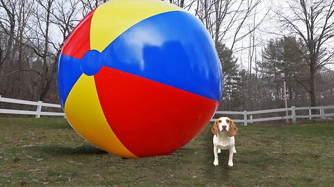 Puppy vs Gigantic Beach Ball Prank