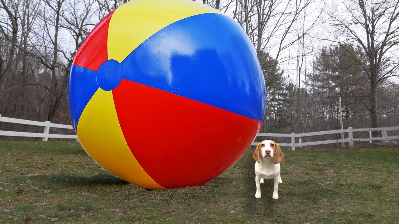Puppy vs Gigantic Beach Ball Prank