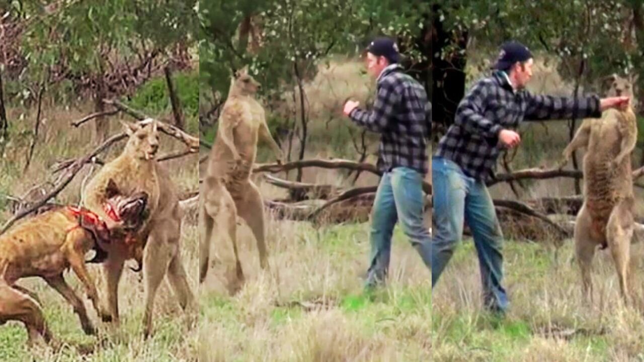 Man Saves Dog by Punching Kangaroo in the Face Epic Animal Rescue Moment