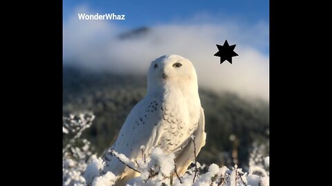 WonderWhaz Update 02/20/25 - The Blueprint of Practical Knowledge