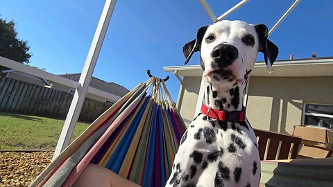 Luna In A Hammock