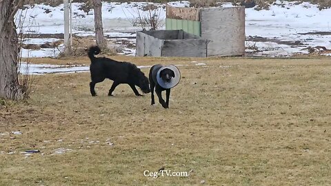 Graham Family Farm: Shelby - 9:15 AM February 18th 2025