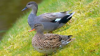 How the New Gadwall Duck Couple Came Together