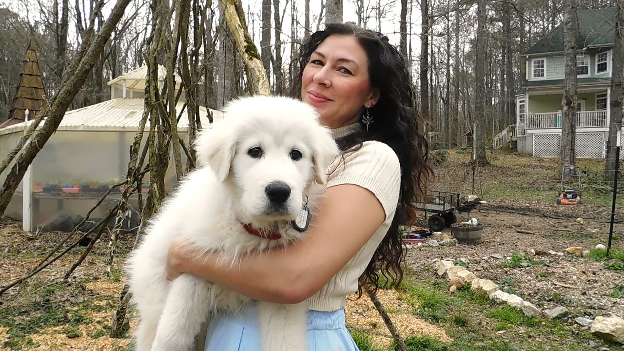 Welcoming our Livestock Guardian Puppy to the Farm