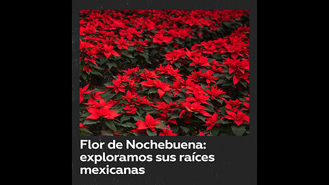 Flor de Nochebuena: símbolo del espíritu navideño