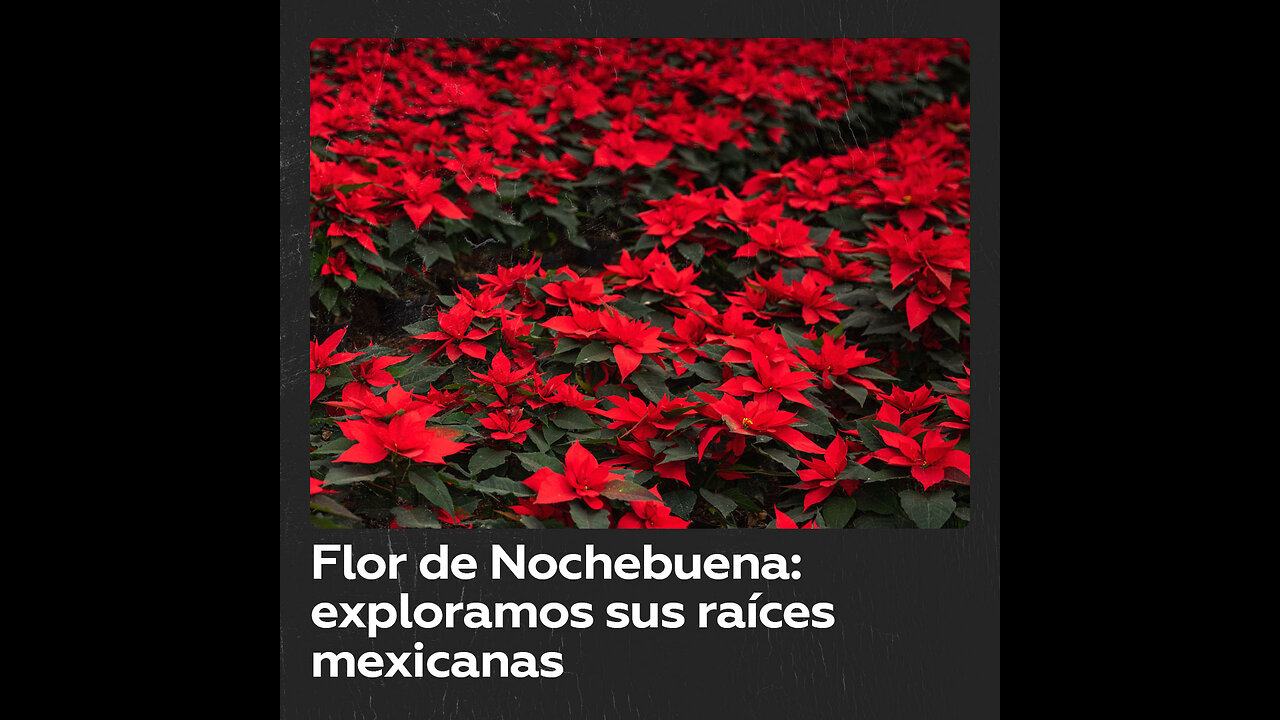 Flor de Nochebuena: símbolo del espíritu navideño