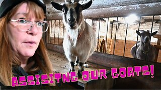 ASSISITNG our GOATS while they deliver their BABIES