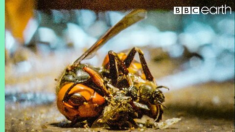 Bees Kill A Giant Hornet With Heat