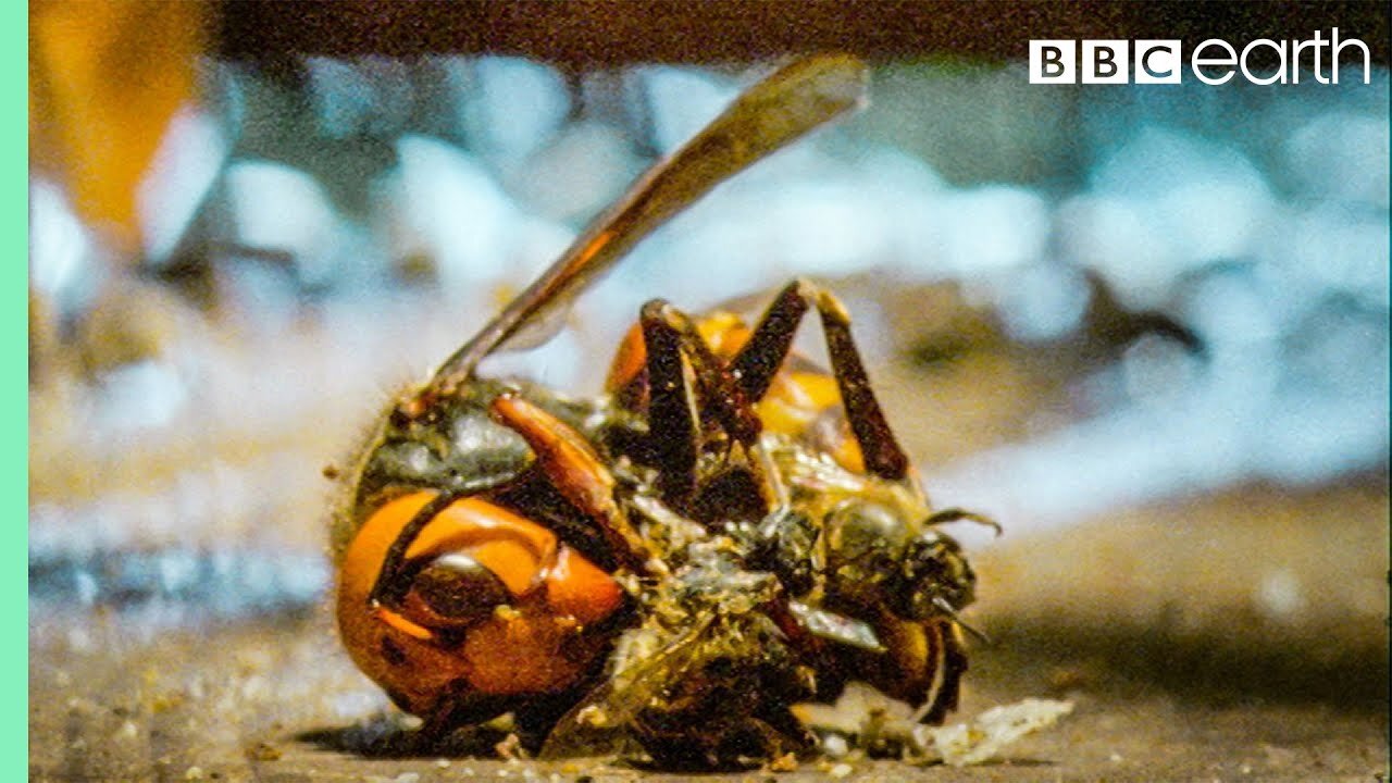 Bees Kill A Giant Hornet With Heat