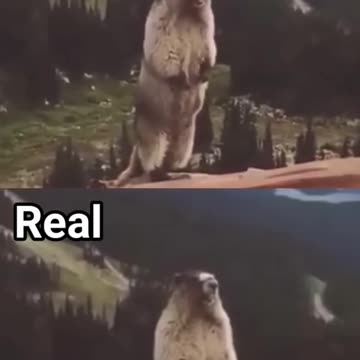Screaming Beaver #meme (Meme vs Real)#shorts