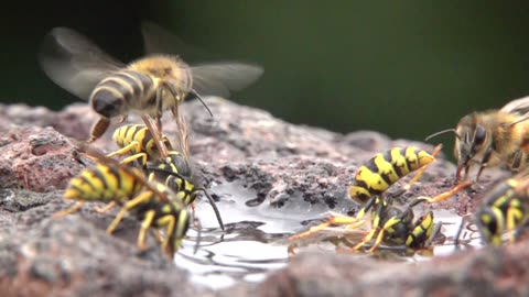 German Wasps and Honeybees In Slow Motion