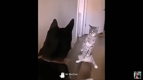 2025 Funniest Cats and Dogs Memes Try Not to Laugh Challenge