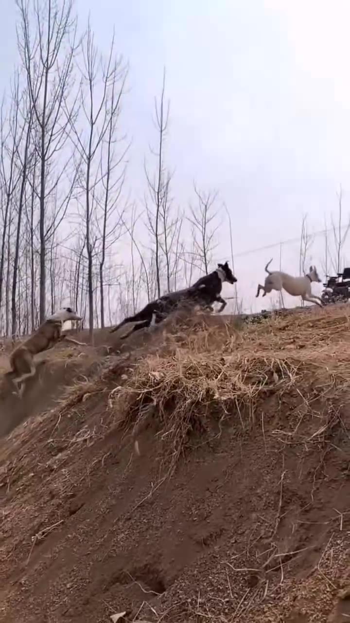 The fierce and powerful posture of the dog when chasing the rabbit.