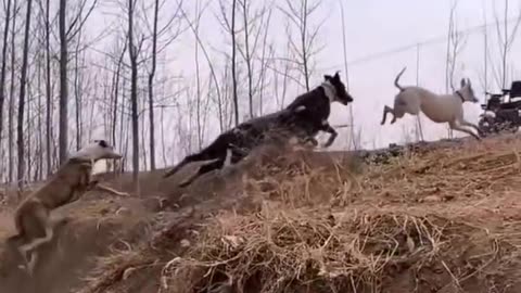 The fierce and powerful posture of the dog when chasing the rabbit.