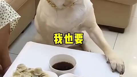 Smart dog🤣🤣🤣