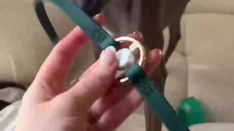 Dog toy