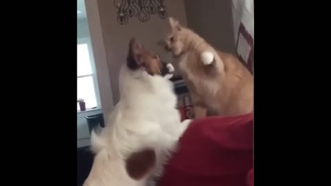 2025 Funniest Cats and Dogs Memes Try Not to Laugh