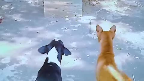 Funny animals video