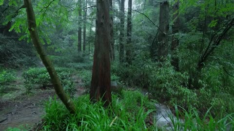 The streams and rain in the valley