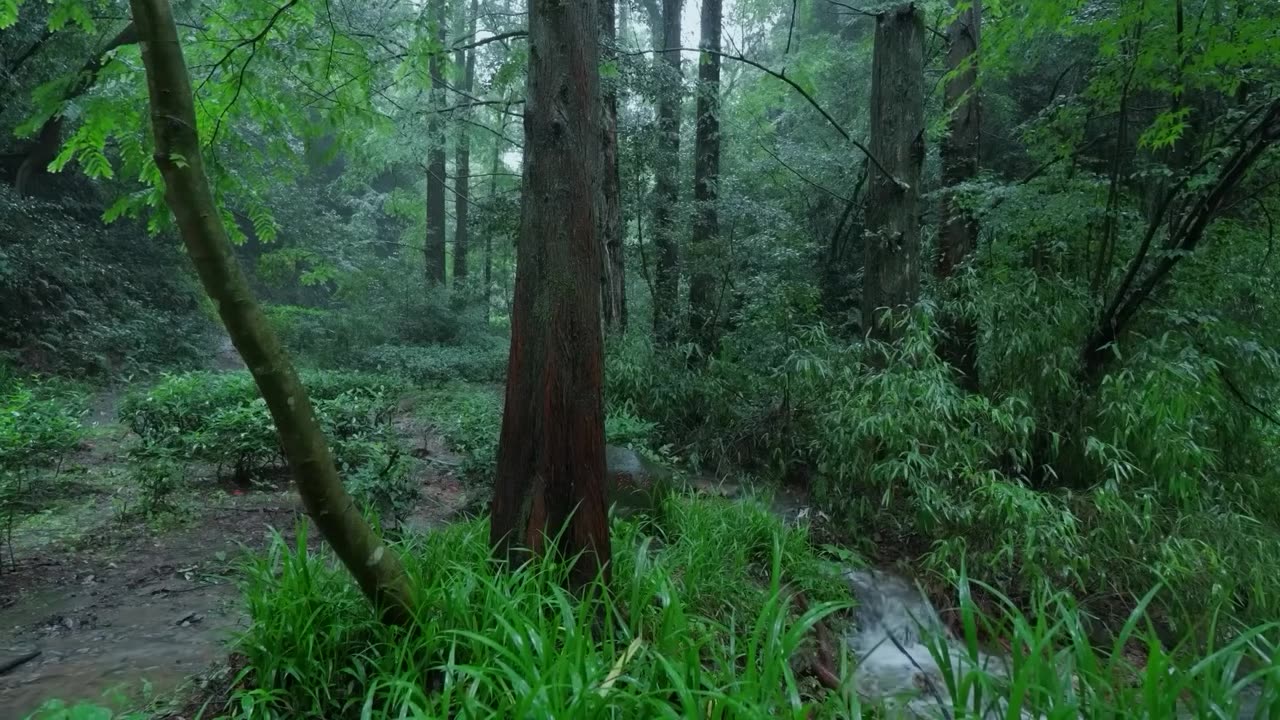 The streams and rain in the valley