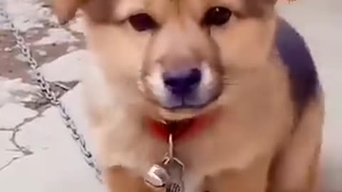 cute puppy