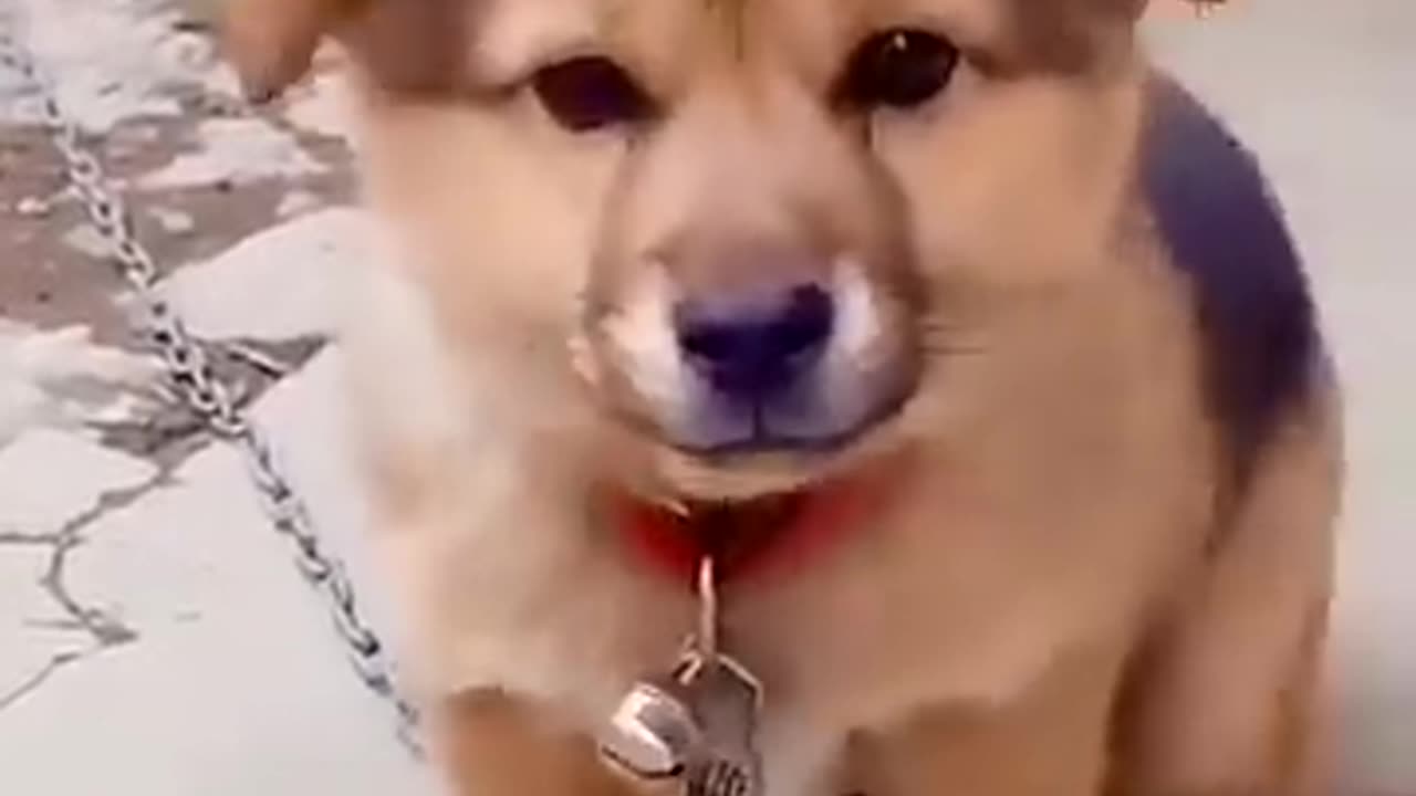 cute puppy