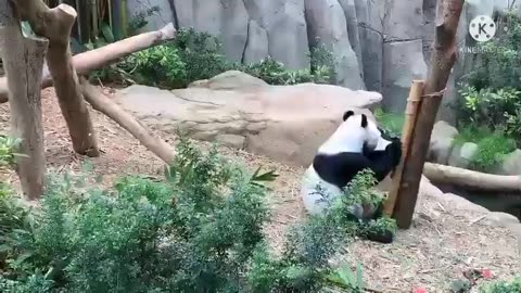 Big Panda! playing and eating! Must watch the cutest creatures on earth!