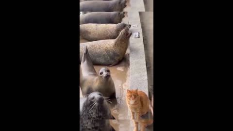 Funny animal videos- Funny cats/dogs - Funny animals -Haypyy Pett