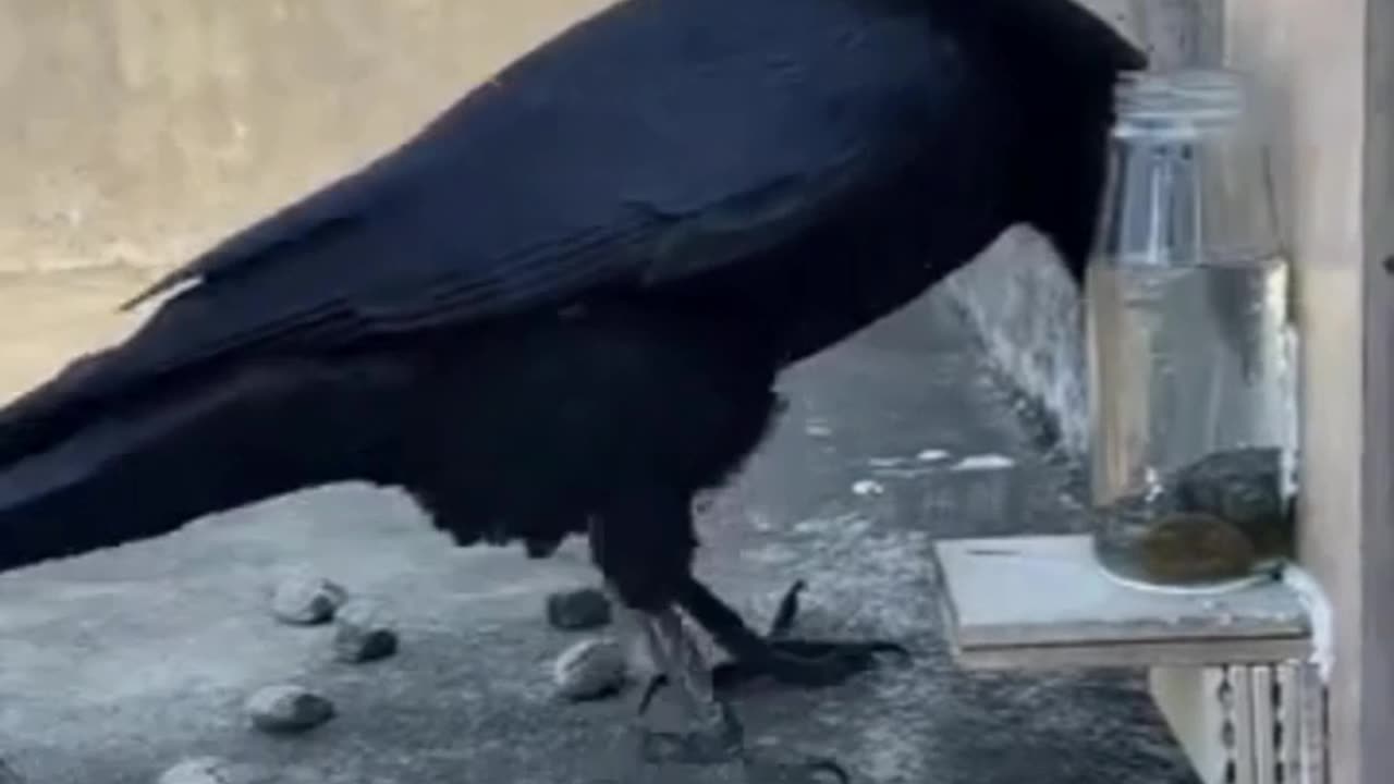 Clever Crow #shorts #shortvideo #video #virals #videoviral