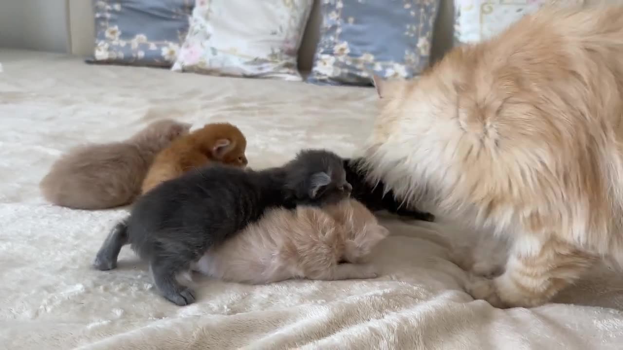 Dad Cat Loves his Baby Kittens