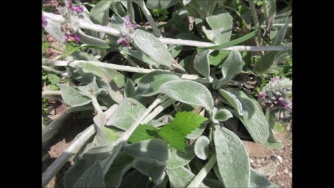 Comfort And Calm Lambs Ear June 2023