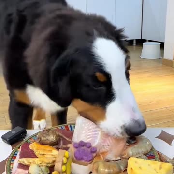 "A Dog's Blissful Mealtime Moments"