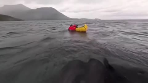 Humpback whale swallows, spits out Chilean packrafter