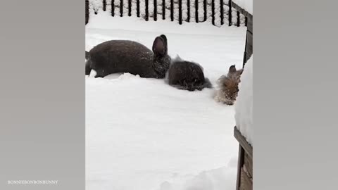 Funny Animals ENJOY some time out in the SNOW!