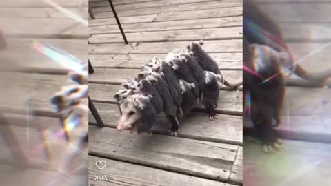 Adorable Baby Opossums Clinging to Mom for Safety and Care!