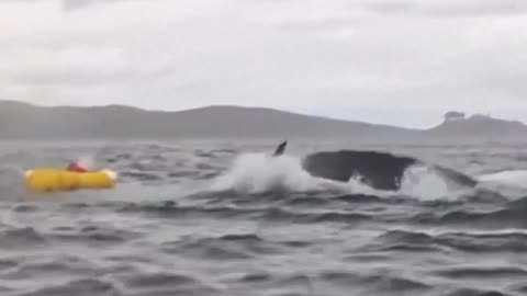 Kayaker gets “eaten” and spit out by a humpback whale off the coast of Chile